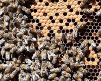 
		Curs bàsic d’apicultura
	