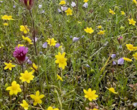 
		Monogràfic de plantes silvestres
	