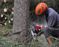 
		Curs per a dones: Desbrossadora i motoserra
	