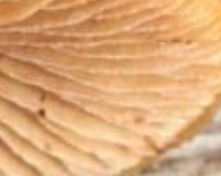 
		Cultiu de bolets. Immersió fúngica
	