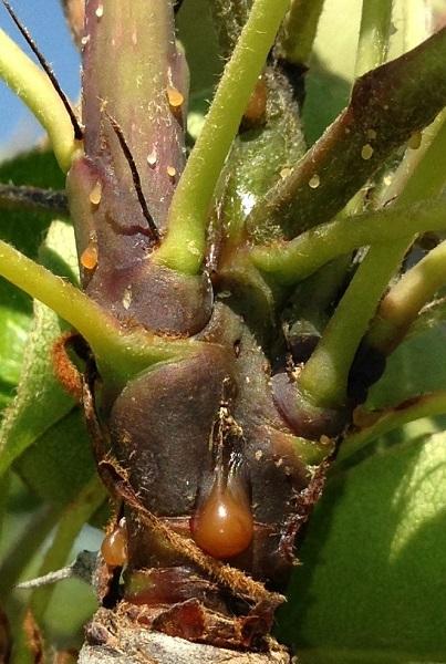Imatge 1 del resultat del foc bacterià en una planta a la primavera