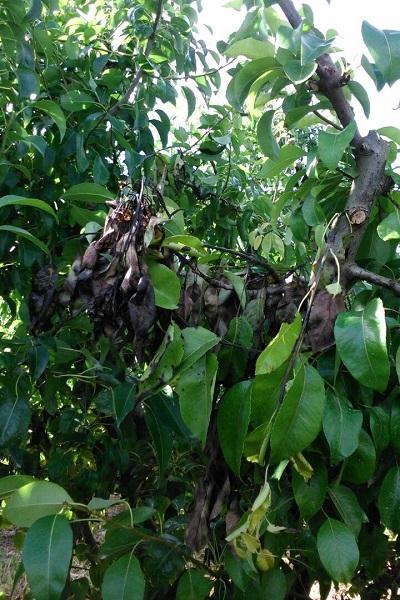 Imatge 2 del resultat del foc bacterià en una planta a la primavera