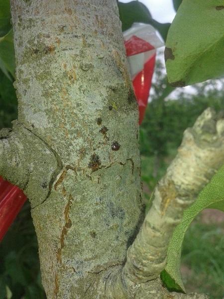 Imatge 3 del resultat del foc bacterià en una planta a la primavera