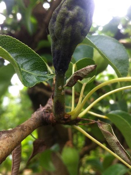 Imatge 4 del resultat del foc bacterià en una planta a la primavera