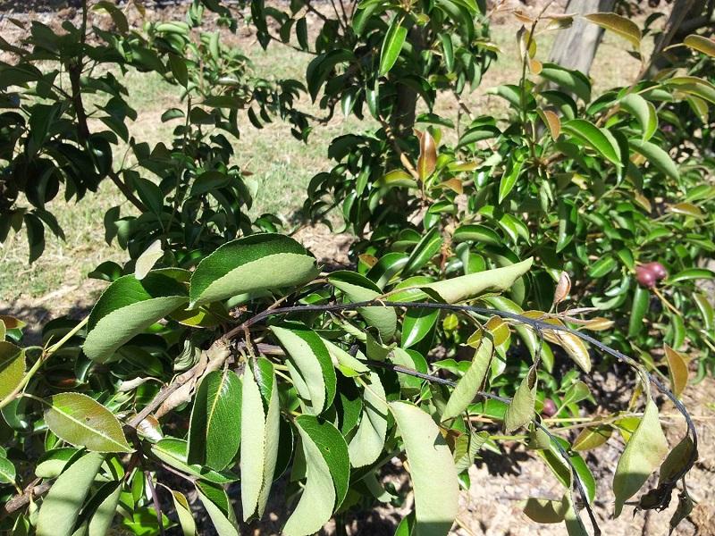 Imatge 5 del resultat del foc bacterià en una planta a la primavera