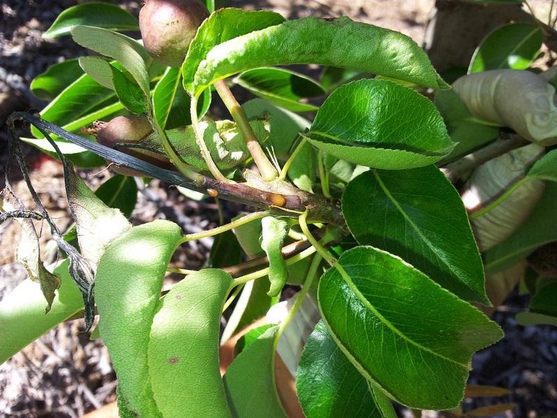 Imatge 6 del resultat del foc bacterià en una planta a la primavera