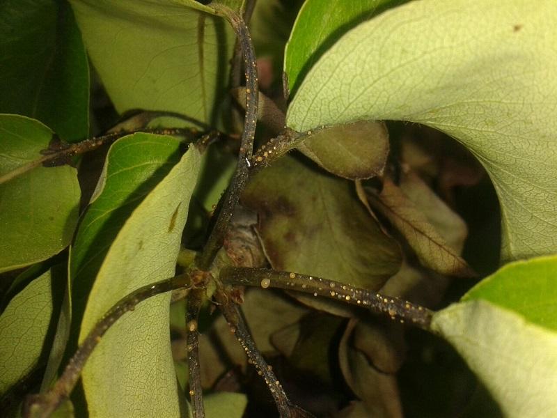 Imatge 7 del resultat del foc bacterià en una planta a la primavera