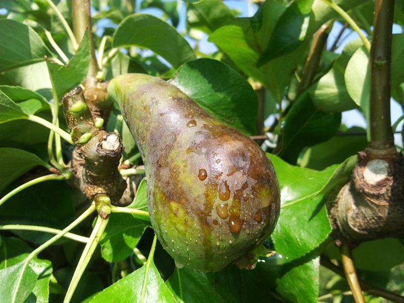 Imatge 1 del resultat del foc bacterià en una planta a l'estiu.