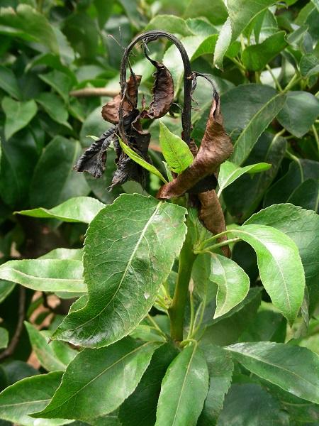 Imatge 3 del resultat del foc bacterià en una planta a l'estiu.