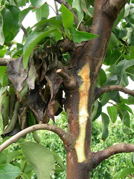 Imatge 4 del resultat del foc bacterià en una planta a l'estiu.