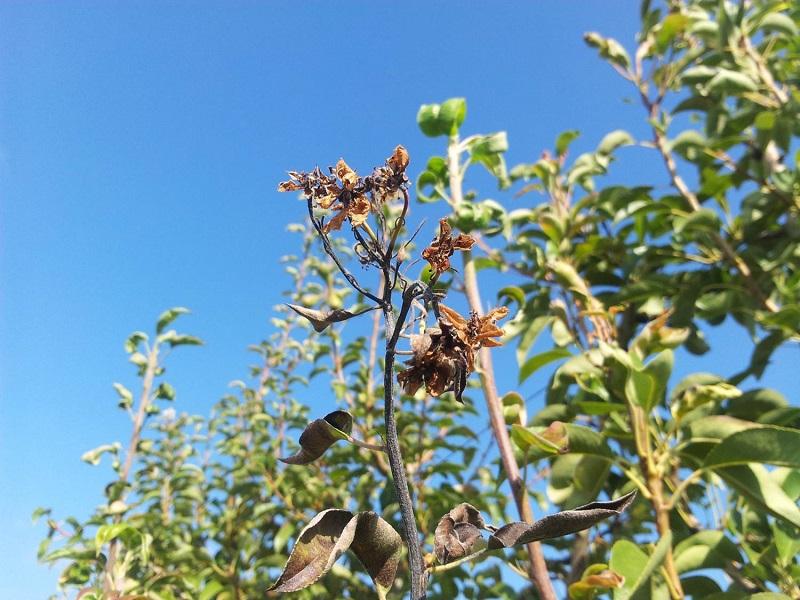 Imatge 2 del resultat del foc bacterià en una planta a la tardor.