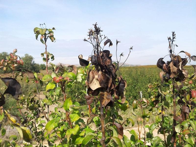 Imatge 3 del resultat del foc bacterià en una planta a la tardor.