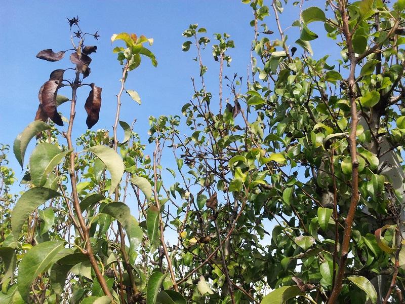 Imatge 4 del resultat del foc bacterià en una planta a la tardor.