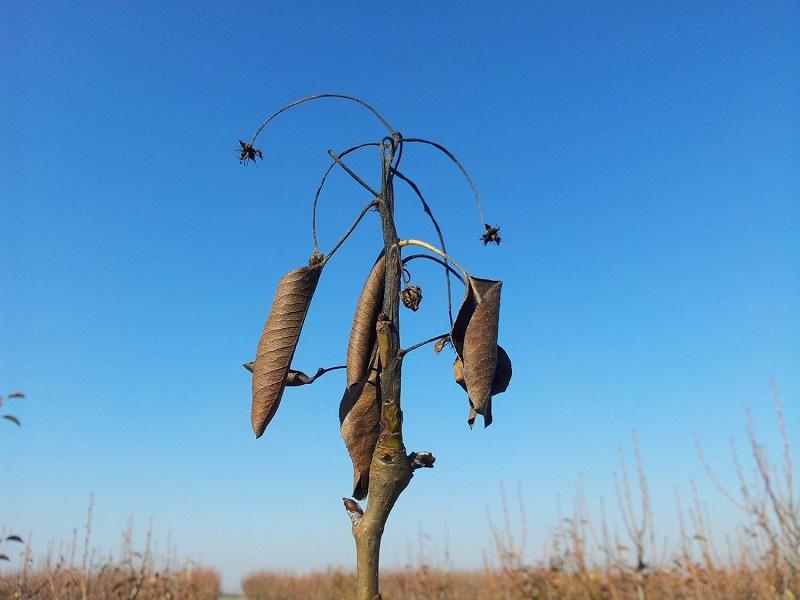 Imatge 2 del resultat del foc bacterià en una planta al hivern.