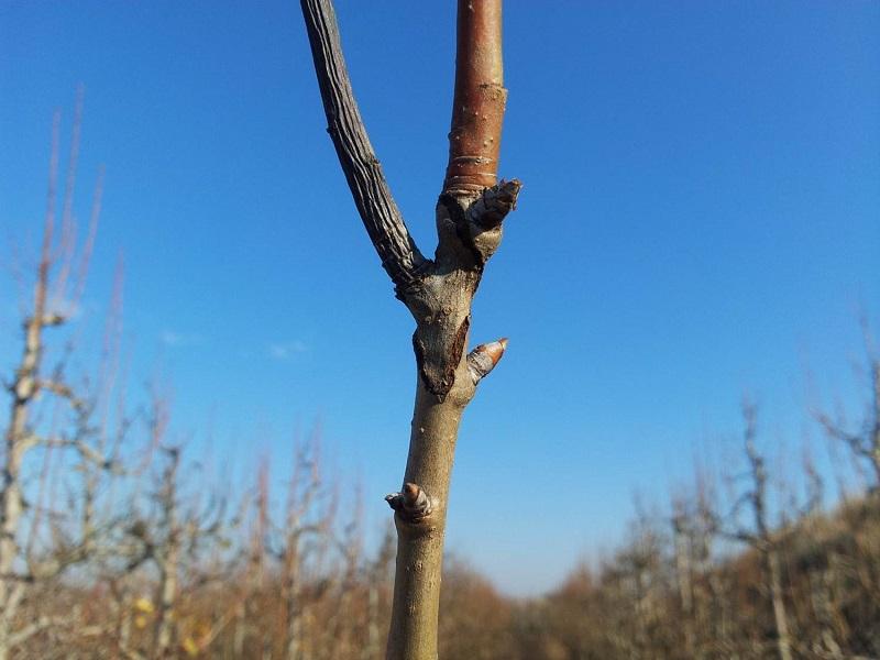 Imatge 3 del resultat del foc bacterià en una planta al hivern.