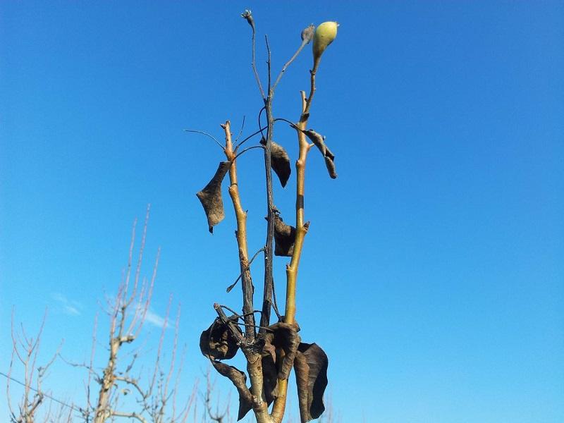 Imatge 4 del resultat del foc bacterià en una planta al hivern.