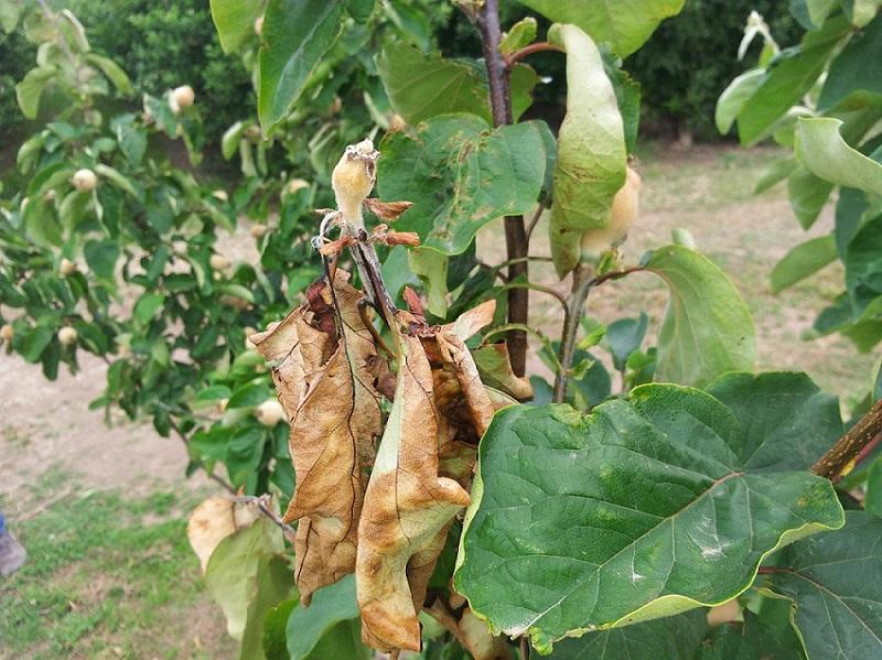 Imatge 1 del resultat del foc bacterià al Codonyer
