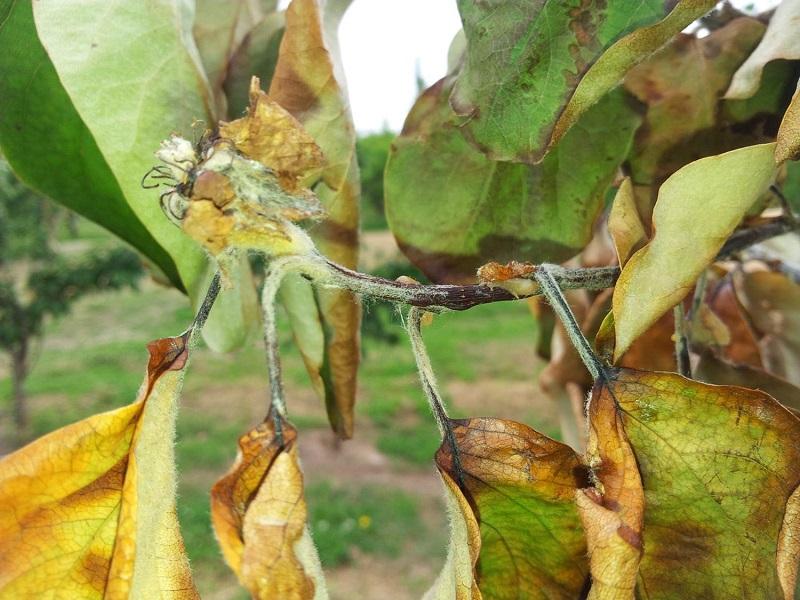 Imatge 2 del resultat del foc bacterià al Codonyer