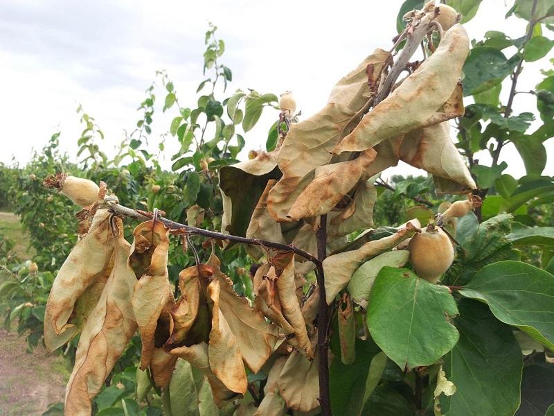 Imatge 3 del resultat del foc bacterià al Codonyer