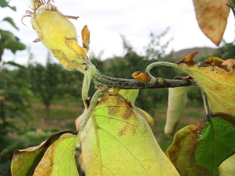 Imatge 4 del resultat del foc bacterià al Codonyer