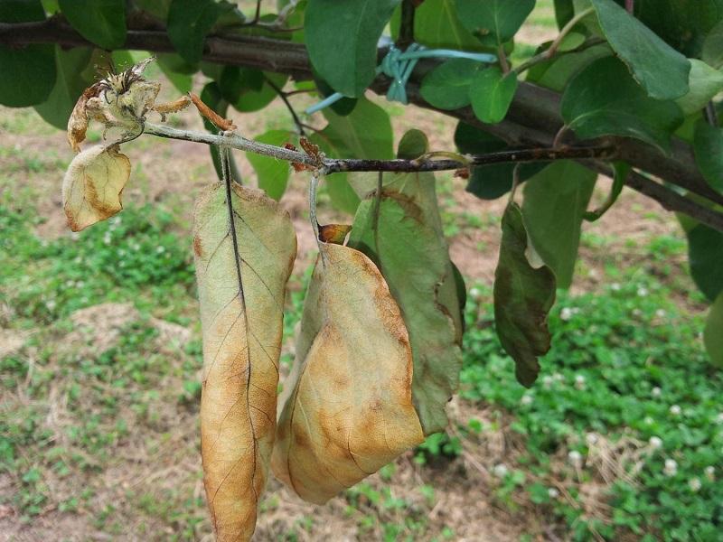 Imatge 5 del resultat del foc bacterià al Codonyer