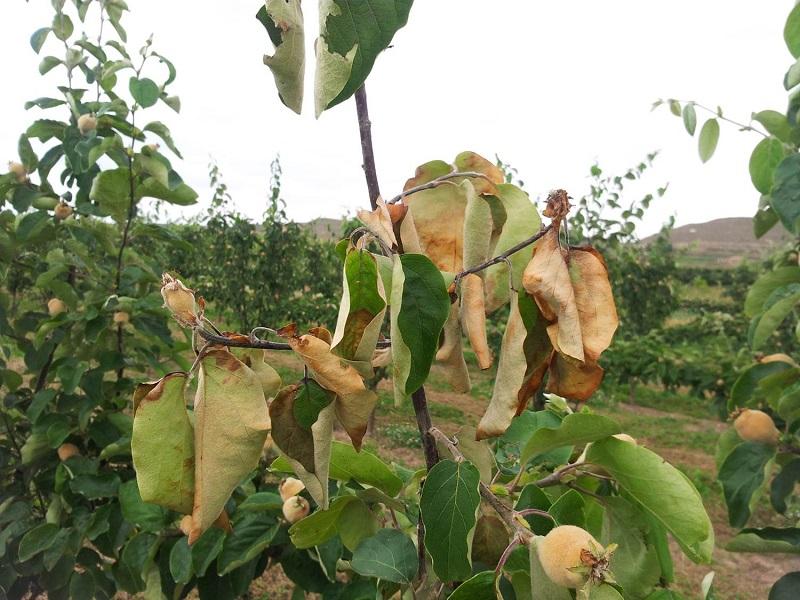 Imatge 6 del resultat del foc bacterià al Codonyer