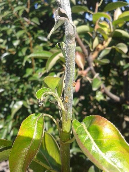 Imatge 1 del resultat del foc bacterià a la Perera