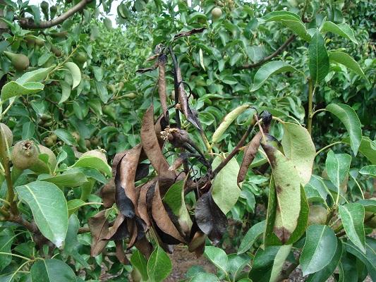 Imatge 2 del resultat del foc bacterià a la Perera