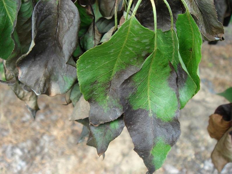 Imatge 3 del resultat del foc bacterià a la Perera