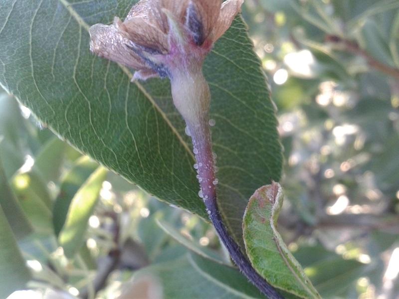 Imatge 4 del resultat del foc bacterià a la Perera