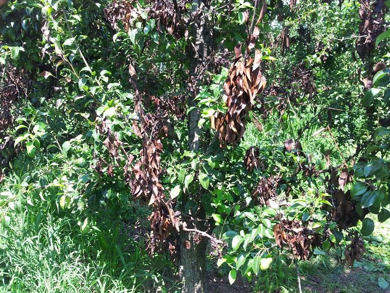 Imatge 6 del resultat del foc bacterià a la Perera