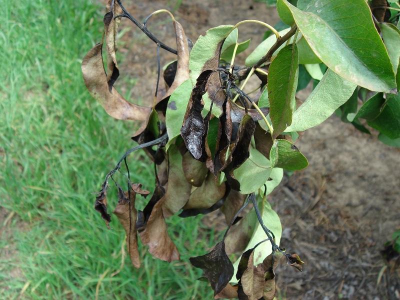 Imatge 7 del resultat del foc bacterià a la Perera