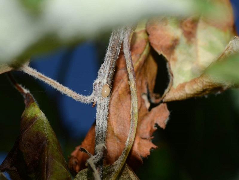 Imatge 1 del resultat del foc bacterià a la Pomera