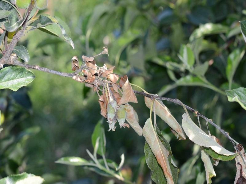 Imatge 2 del resultat del foc bacterià a la Pomera