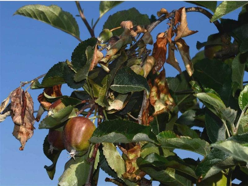 Imatge 3 del resultat del foc bacterià a la Pomera