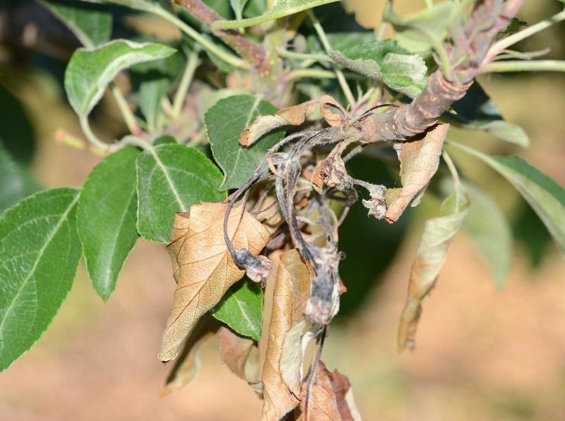Imatge 4 del resultat del foc bacterià a la Pomera
