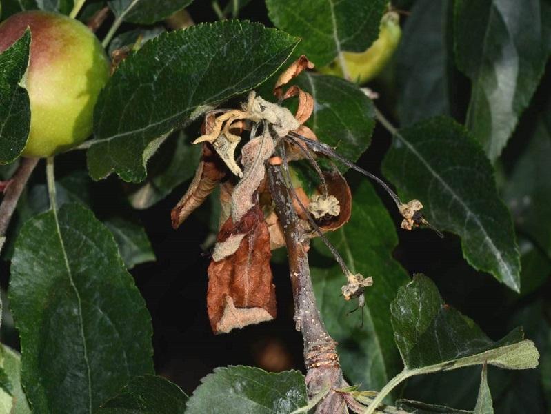 Imatge 5 del resultat del foc bacterià a la Pomera