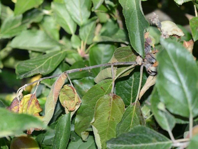 Imatge 6 del resultat del foc bacterià a la Pomera