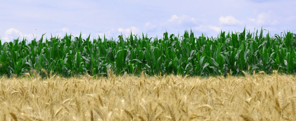 La UE obre la porta a ampliar l’ús de fertilitzants RENURE més enllà del límit de 170 kg N/ha i any