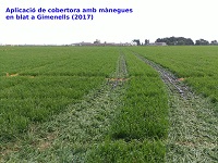 Aplicació de cobertora amb mànegues en blat a Gimenells (2017) 2