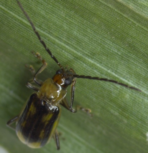 Diabrotica virgifera virgifera