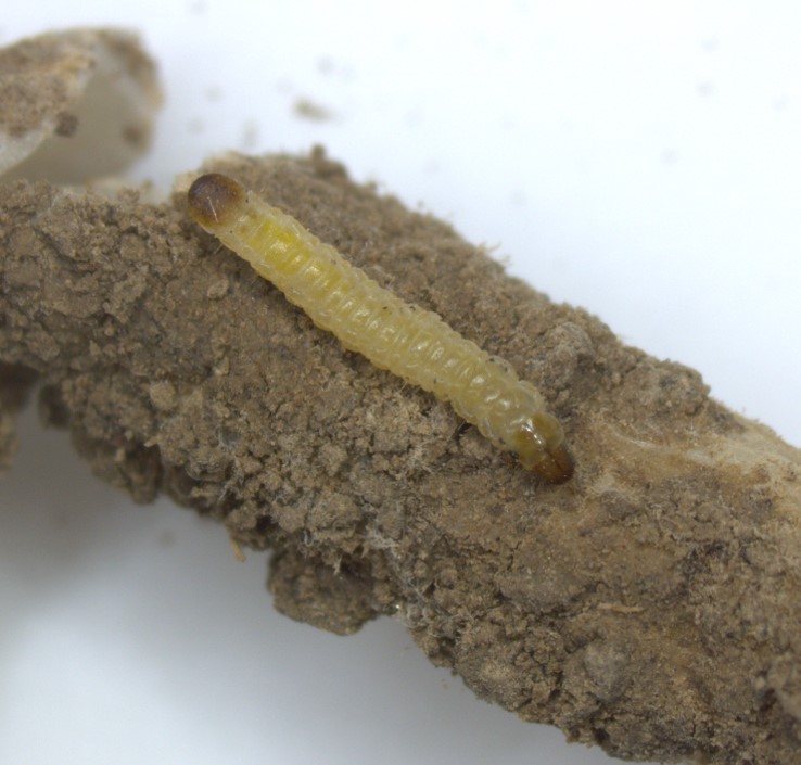 Diabrotica virgifera virgifera