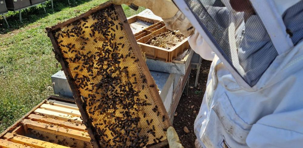 Projecte pilot innovador del Grup Operatiu 