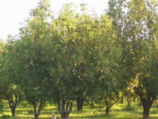 Maneig de cobertes verdes en cultius llenyosos