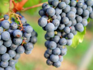 Registre Vitivinícola de Catalunya (eRVC): tràmits de verema i gestió vitícola per a viticultors i entitats habilitades