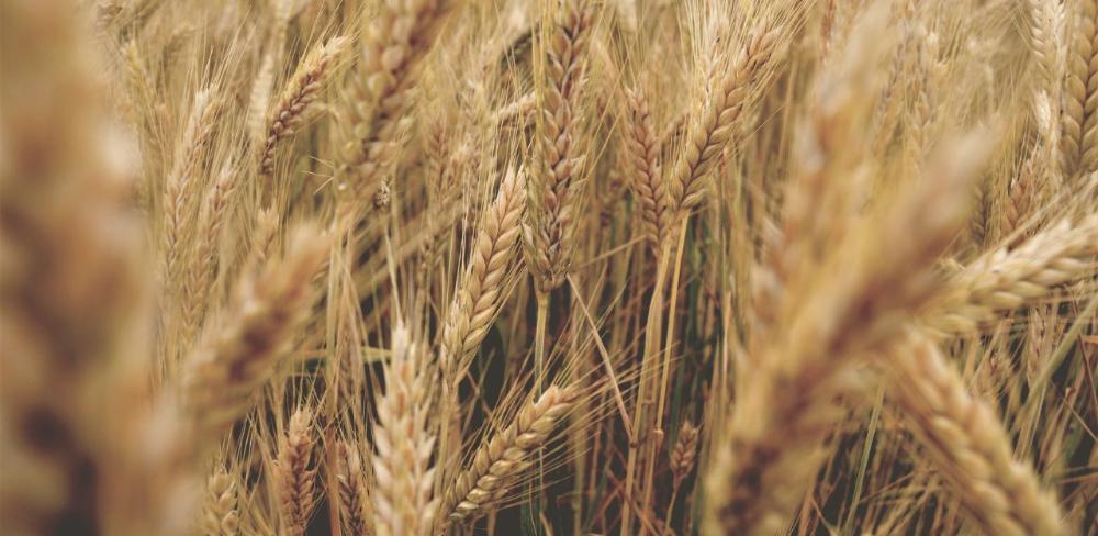 L’objectiu dels ajuts del CGE és incentivar el desenvolupament de les funcions productives, econòmiques, mediambientals i socials de l’agricultura.