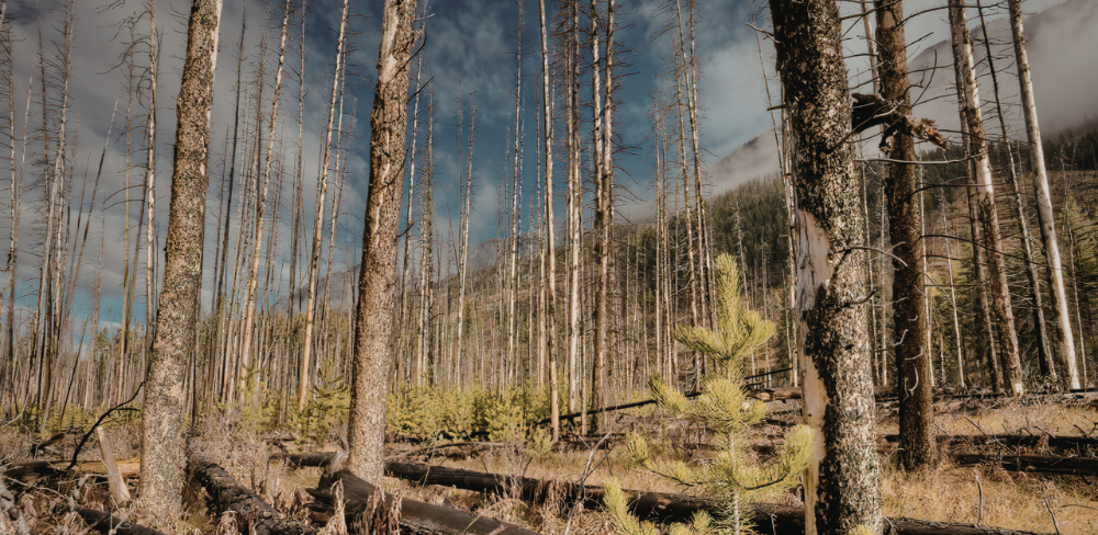 Els incendis de 2025 van provocar danys en explotacions agràries de Tivenys, Aldover, Granyena de Segarra i Sanaüja