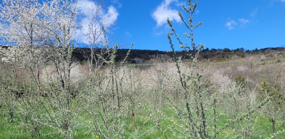 Projecte pilot innovador del Grup Operatiu 