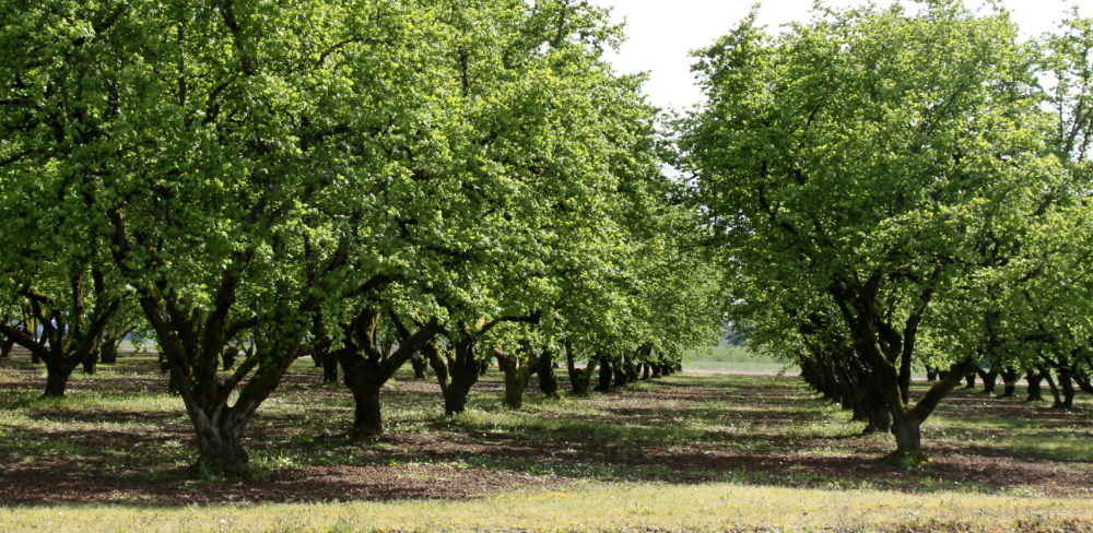 La totalitat de la superfície d’avellaner a Catalunya actualment és de 7.654 hectàrees