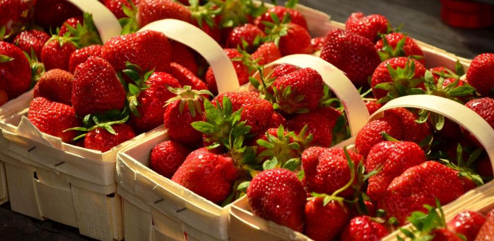 La maduixa és un dels cultius més afectats a causa de la presència de larves de D. Suzukii a l’interior del fruit. (Foto: Banc d'imatges)